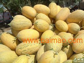 今日南宁哈密瓜批发价,品质佳价优，瓜香四溢迎丰收”
