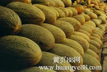 今日南宁哈密瓜批发价,品质佳价优，瓜香四溢迎丰收”