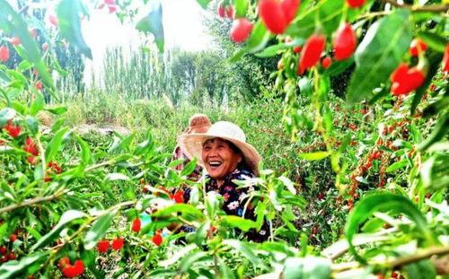 瓜州红果果今日新闻,今日新闻聚焦乡村振兴新亮点