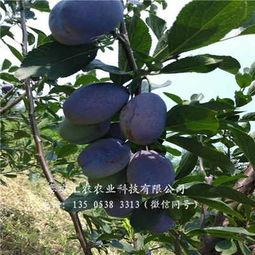 瓜州红果果今日新闻,今日新闻聚焦乡村振兴新亮点