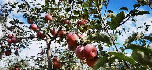 瓜州红果果今日新闻,今日新闻聚焦乡村振兴新亮点