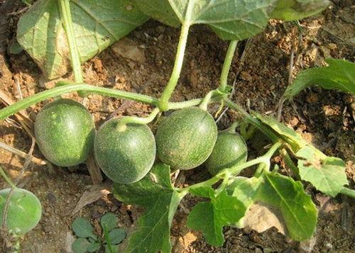 景东今日小瓜价格行情最新,今日最新动态一览”