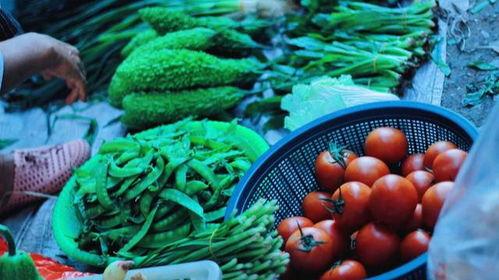 茄瓜今日价格最新行情,茄瓜价格波动解析