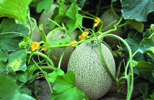 哈密瓜今日上线了吗,尽享夏日清新美味