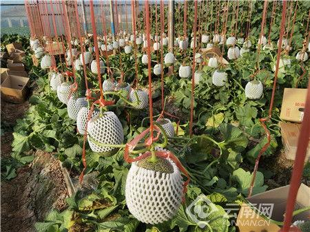 今日通海小瓜价格,今日行情一览