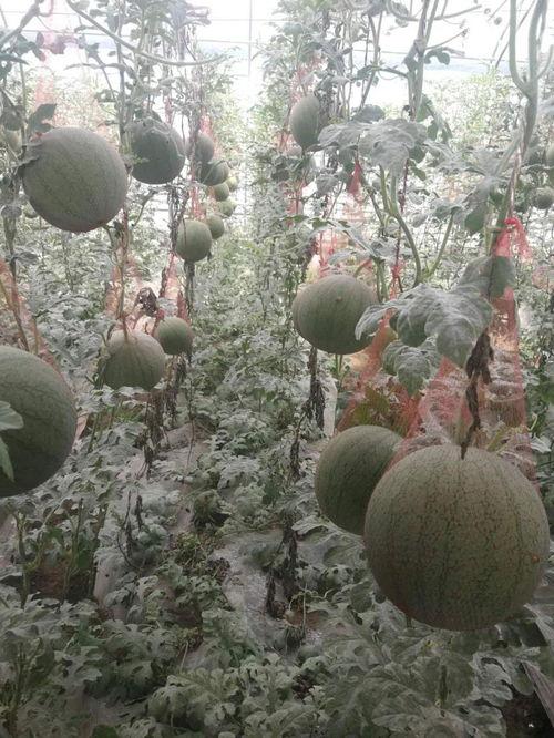 魏县小吊瓜今日价格表