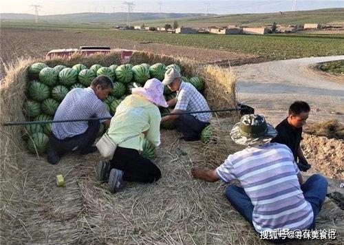 宁夏石头瓜今日行情,今日价格走势分析”