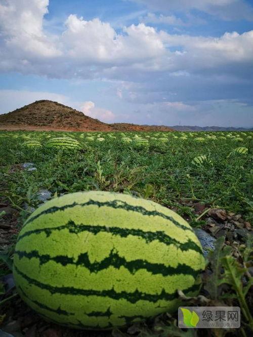 宁夏石头瓜今日行情,今日价格走势分析”