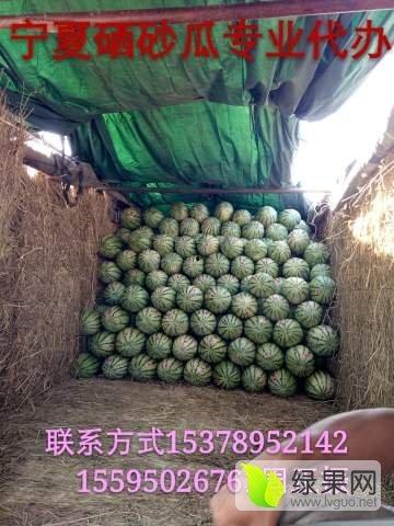 宁夏石头瓜今日行情,今日价格走势分析”