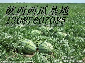 今日哈密瓜批发价格查询,今日行情一览