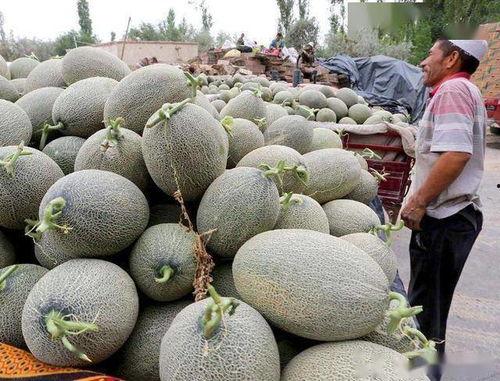 今日哈密瓜收购价格