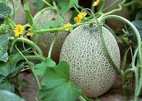 今日哈密瓜收购价格