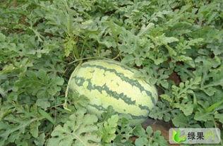 许昌市今日瓜价格,今日瓜价行情一览”