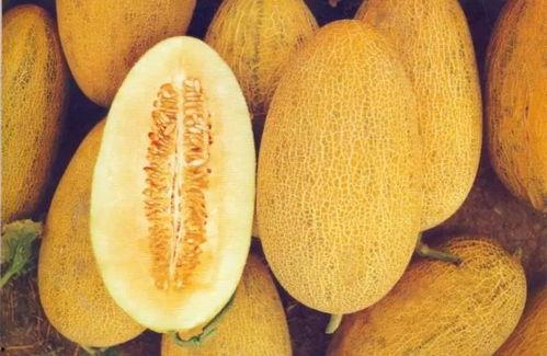 临沂哈密瓜今日价格,价格行情一览”