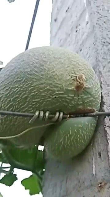 临沂哈密瓜今日价格,价格行情一览”