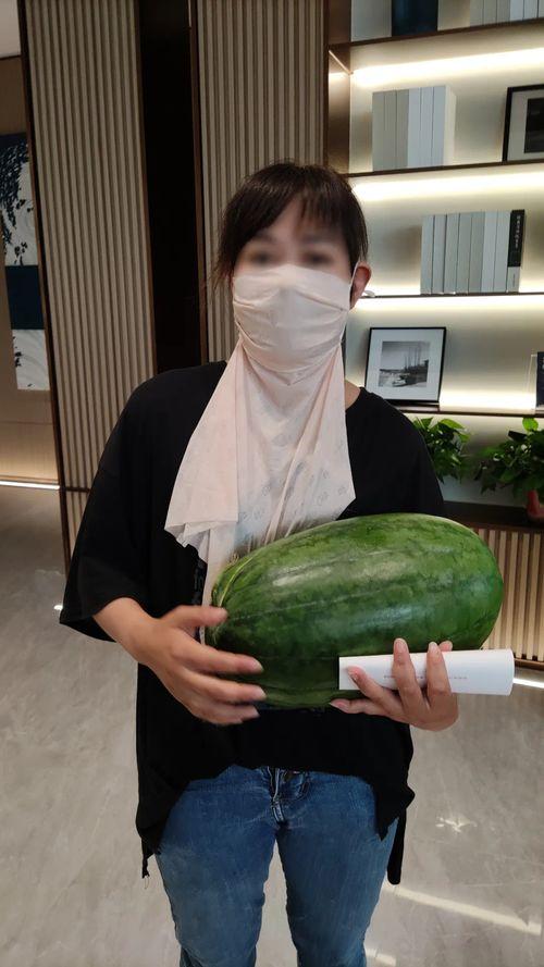 今日恩施瓜,探寻湖北恩施的独特瓜果魅力