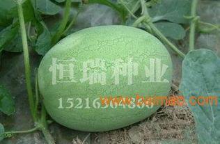 青岛市今日壮瓜批发价格,行情稳中向好”