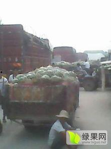 尚村岗瓜今日价格,行情波动，品质依旧闪耀