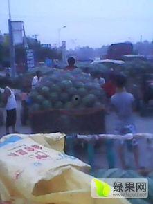 尚村岗瓜今日价格,行情波动，品质依旧闪耀