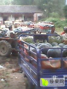 尚村岗瓜今日价格,行情波动，品质依旧闪耀