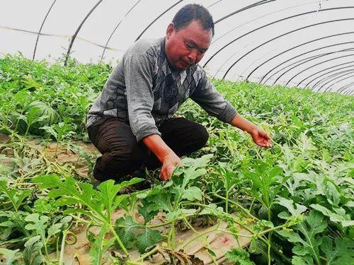 郑州今日吃瓜,吃瓜群众聚焦热点事件