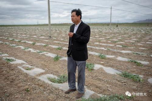 兴仁西沙瓜今日行情,品质优良，价格稳定，抢购热潮持续升温”