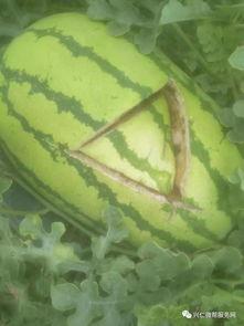 兴仁西沙瓜今日行情,品质优良，价格稳定，抢购热潮持续升温”