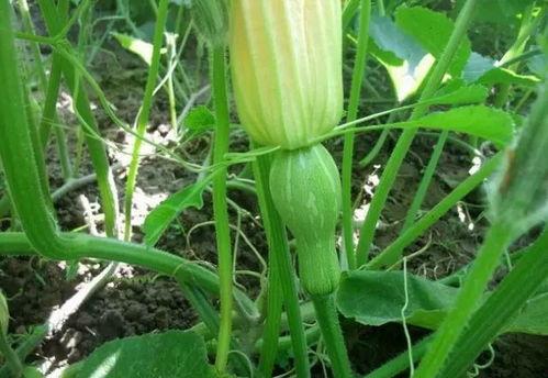 元谋今日三叶瓜价格