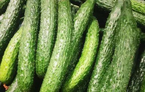 元谋今日三叶瓜价格