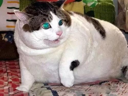 今日吃瓜肥猫,揭秘娱乐圈幕后风云