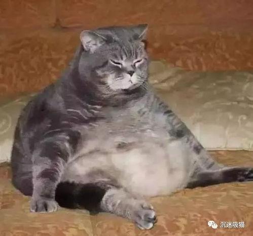 今日吃瓜肥猫,揭秘娱乐圈幕后风云