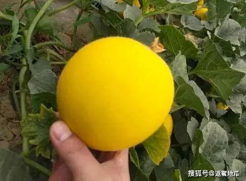 黄金蜜瓜今日达,甜蜜滋味，新鲜到家