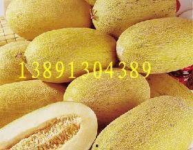 北京哈密瓜今日价格行情