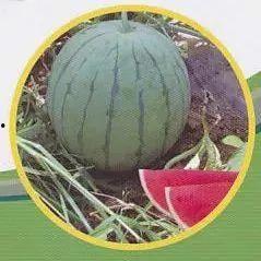 汾阳今日吃瓜事件真相,真相背后的网络热议