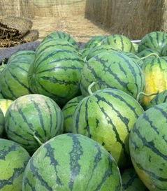 今日茧瓜价格,波动分析及市场展望