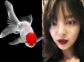 金鱼是大明星网红,揭秘大明星金鱼的闪耀时刻