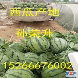 美华瓜今日价格,市场波动下的新鲜行情解析”