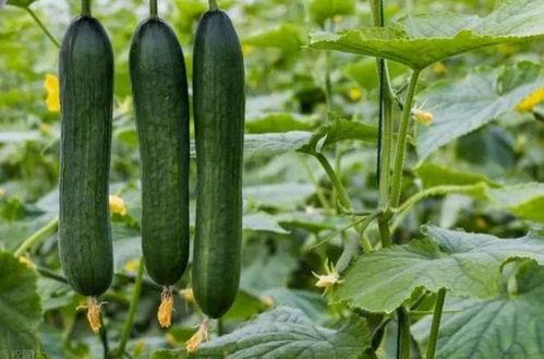 黑料吃瓜网今日大瓜