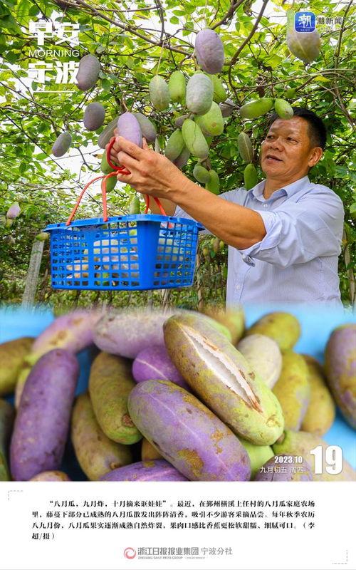 今日头条八月瓜,揭秘今日头条热门话题背后的故事