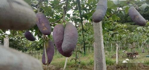 今日头条八月瓜,揭秘今日头条热门话题背后的故事