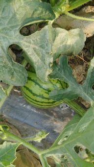 今日勐海瓜价,市场供需动态解析