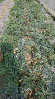 今日勐海瓜价,市场供需动态解析