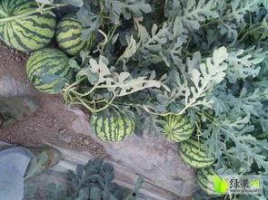 今日勐海瓜价,市场供需动态解析